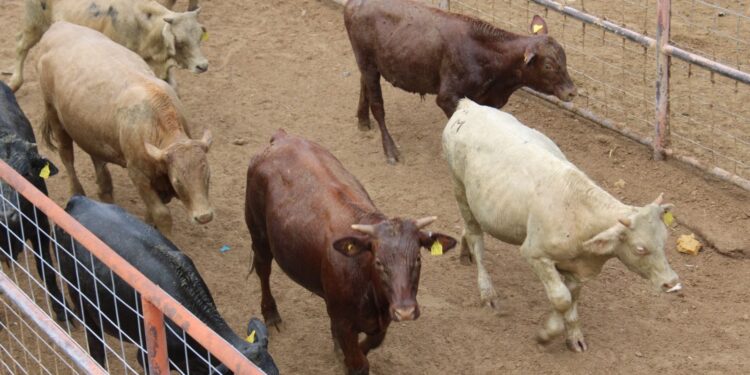 Apoya SDR a ganaderos con alimento para bovinos de leche y especies menores