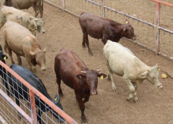 Apoya SDR a ganaderos con alimento para bovinos de leche y especies menores