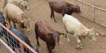 Apoya SDR a ganaderos con alimento para bovinos de leche y especies menores