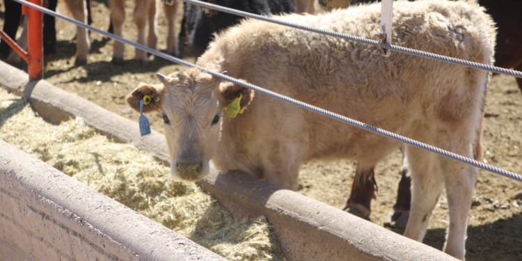 Apoya SDR a ganaderos con alimento para bovinos de leche y especies menores
