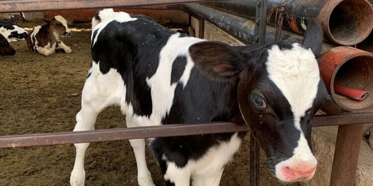 Apoya SDR a ganaderos con alimento para bovinos de leche y especies menores