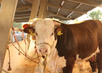 Convocatoria para apoyar a ganaderos en la adquisición de sementales bovinos