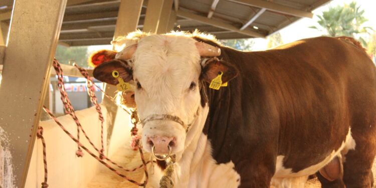 Convocatoria para apoyar a ganaderos en la adquisición de sementales bovinos