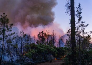 Aumentan incendios forestales en Chihuahua