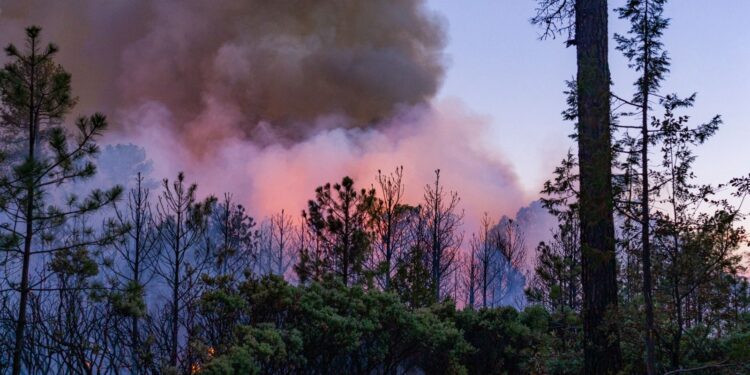 Aumentan incendios forestales en Chihuahua