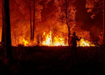 289 incendios forestales afectan Chihuahua en lo que va del año