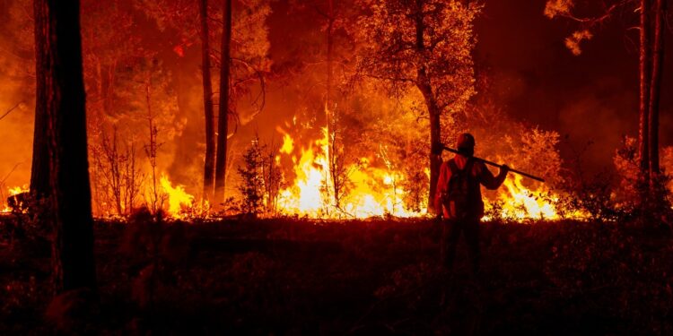 289 incendios forestales afectan Chihuahua en lo que va del año
