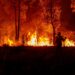 289 incendios forestales afectan Chihuahua en lo que va del año