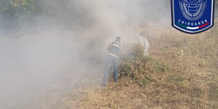 Destruyen plantío de marihuana en Guadalupe y Calvo