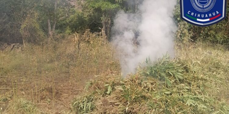 Destruyen plantío de marihuana en Guadalupe y Calvo
