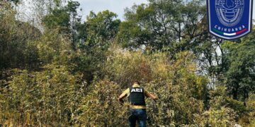 Destruyen plantío de marihuana en Guadalupe y Calvo