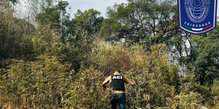 Destruyen plantío de marihuana en Guadalupe y Calvo