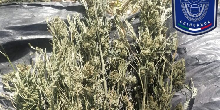 Destruyen plantío de marihuana en Guadalupe y Calvo