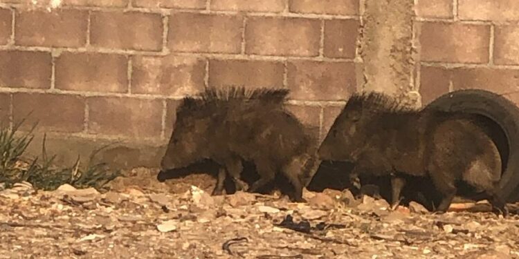 Rescatan a dos jabalís en un lote baldío y los liberan en su hábitat