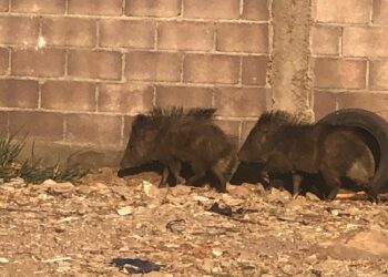 Rescatan a dos jabalís en un lote baldío y los liberan en su hábitat