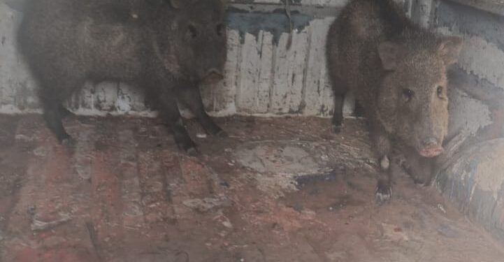 Rescatan a dos jabalís en un lote baldío y los liberan en su hábitat