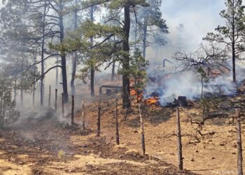 Permanecen activos 17 incendios forestales en la entidad