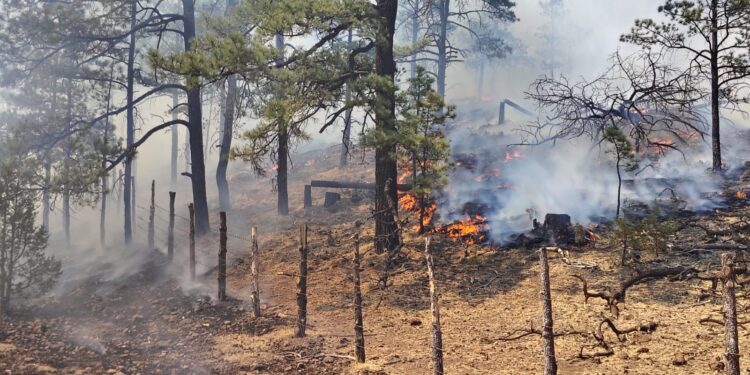 Permanecen activos 17 incendios forestales en la entidad