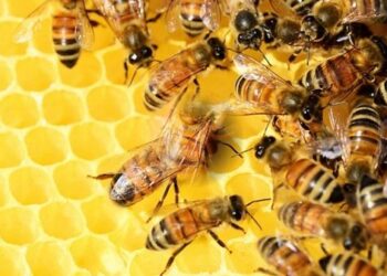 Apoyo para la alimentación de abejas: convocatoria abierta para apicultores