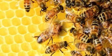 Apoyo para la alimentación de abejas: convocatoria abierta para apicultores