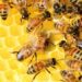 Apoyo para la alimentación de abejas: convocatoria abierta para apicultores
