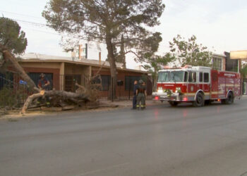 Tráiler derriba árbol en calles de la colonia Campestre-Lomas