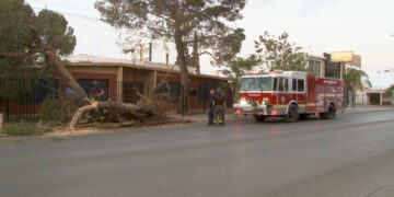 Tráiler derriba árbol en calles de la colonia Campestre-Lomas