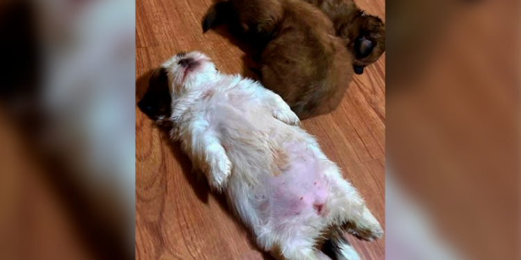 Perrita se vuelve viral por sus curiosas posturas al dormir