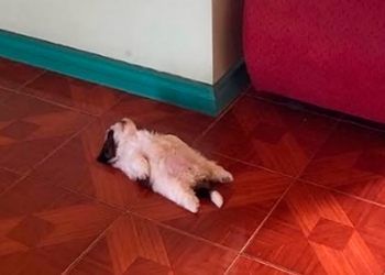 Perrita se vuelve viral por sus curiosas posturas al dormir