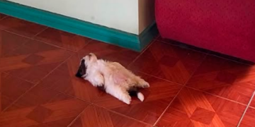 Perrita se vuelve viral por sus curiosas posturas al dormir