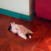 Perrita se vuelve viral por sus curiosas posturas al dormir