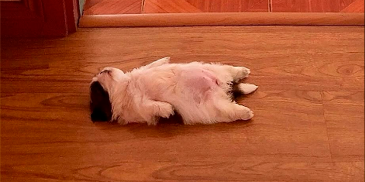 Perrita se vuelve viral por sus curiosas posturas al dormir