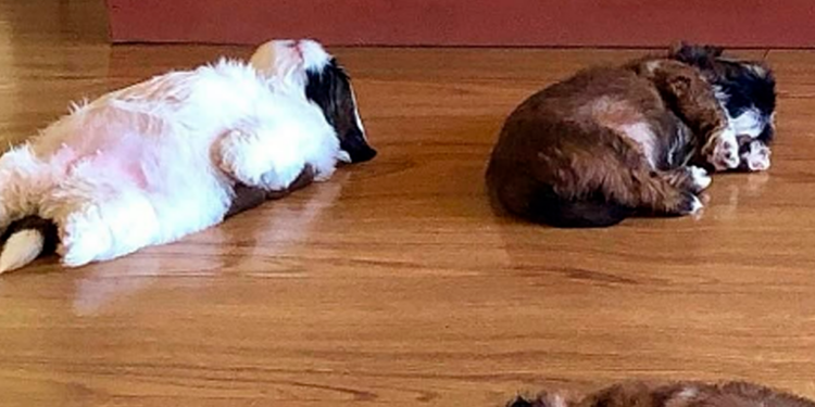 Perrita se vuelve viral por sus curiosas posturas al dormir