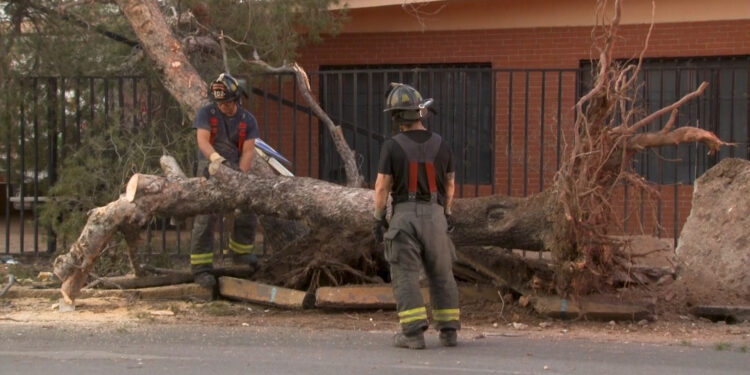 Tráiler derriba árbol en calles de la colonia Campestre-Lomas