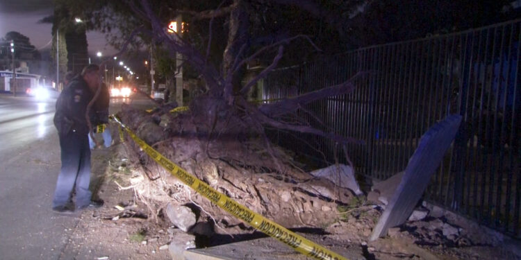 Tráiler derriba árbol en calles de la colonia Campestre-Lomas