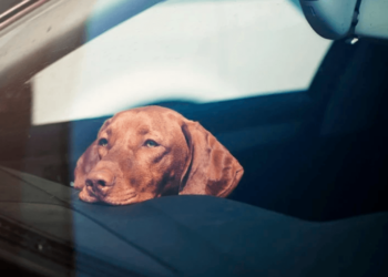 Evita dejar niños y mascotas dentro de los autos