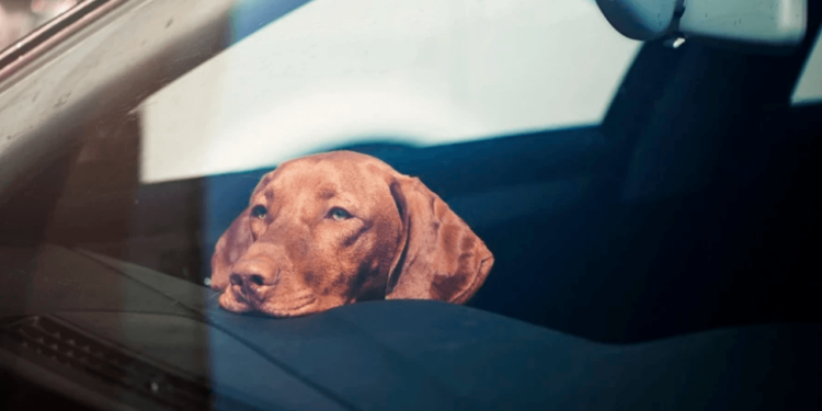 Evita dejar niños y mascotas dentro de los autos