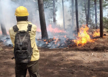 Brigadistas combaten 24 incendios forestales en Chihuahua