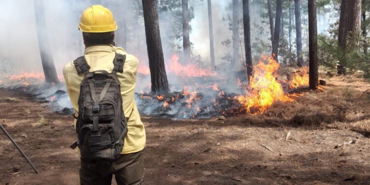 Brigadistas combaten 24 incendios forestales en Chihuahua