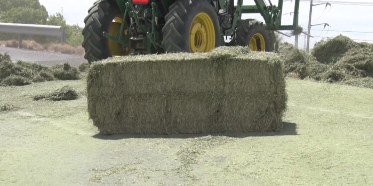 Pacas de pastura caen de tráiler en movimiento en Meoqui