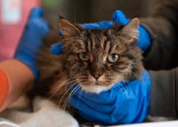 Gato sobrevive milagrosamente a una caída de más de 110 metros