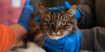 Gato sobrevive milagrosamente a una caída de más de 110 metros