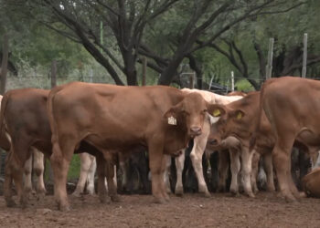 Estados Unidos suspende importación de ganado chihuahuense