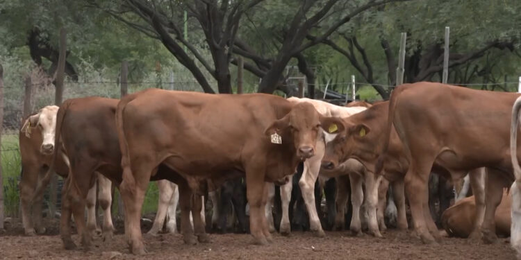 Estados Unidos suspende importación de ganado chihuahuense