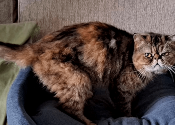 Gatita sobrevive tres semanas bajo el suelo de una casa