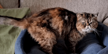 Gatita sobrevive tres semanas bajo el suelo de una casa