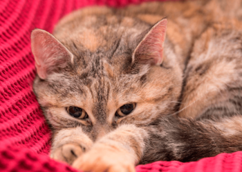 Pronto podrás decirle adiós a la alergia a los gatos