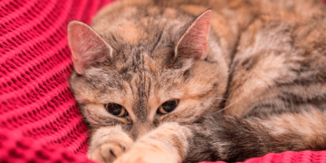 Pronto podrás decirle adiós a la alergia a los gatos