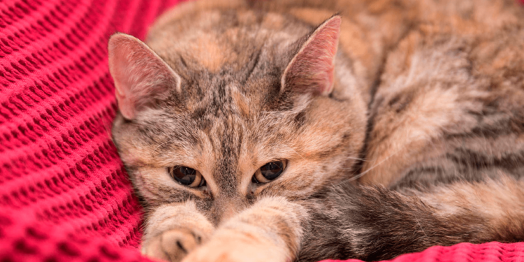 Pronto podrás decirle adiós a la alergia a los gatos