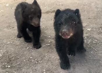 Trasladarán a oseznos rescatados de incendio en Madera
